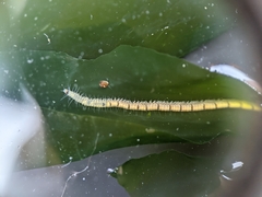 Odontosyllis phosphorea
