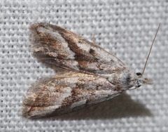 Nola albalis