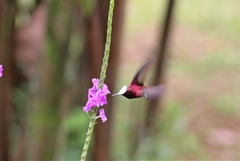 Microchera albocoronata