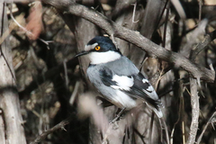 Lanioturdus torquatus