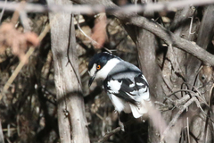 Lanioturdus torquatus