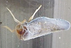 Omolicna