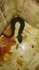 Siren intermedia