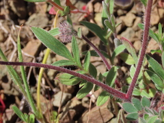 Phacelia breweri