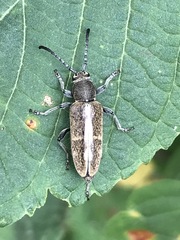 Ochraethes brevicornis