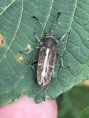 Ochraethes brevicornis