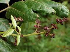 Alectryon excelsus excelsus