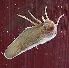 Omolicna