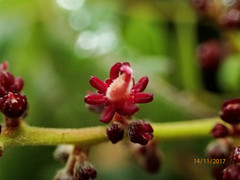 Alectryon excelsus excelsus