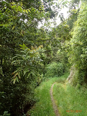 Alectryon excelsus excelsus