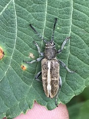 Ochraethes brevicornis