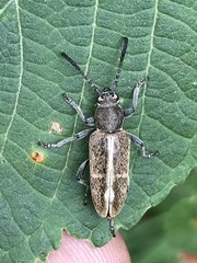 Ochraethes brevicornis