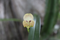 Image of Maxillaria egertoniana