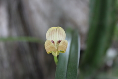 recurso medios de Maxillaria egertoniana