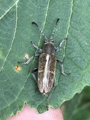 Ochraethes brevicornis