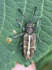 Ochraethes brevicornis