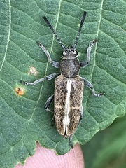 Ochraethes brevicornis