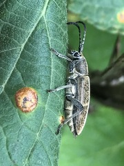 Ochraethes brevicornis