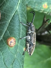 Ochraethes brevicornis