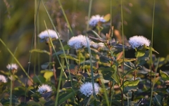Spiraea beauverdiana