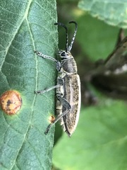 Ochraethes brevicornis