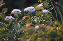 Spiraea beauverdiana