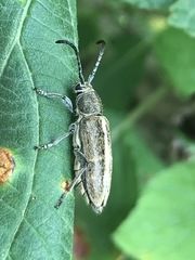 Ochraethes brevicornis