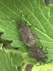 Villasitocoris inconspicuus