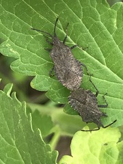 Villasitocoris inconspicuus