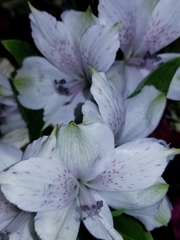 Alstroemeria magnifica