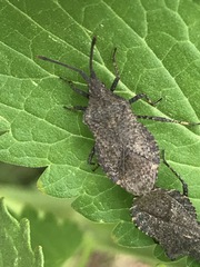 Villasitocoris inconspicuus