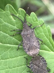 Villasitocoris inconspicuus
