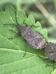 Villasitocoris inconspicuus