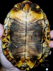 Vanderhaege's Toad-Headed Turtle photo 3