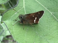 Paratrytone aphractoia