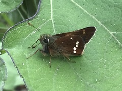 Paratrytone aphractoia