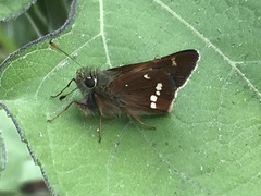 Paratrytone aphractoia