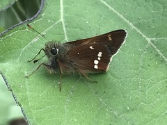 Paratrytone aphractoia