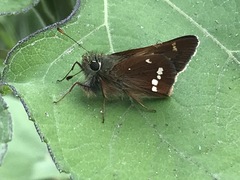 Paratrytone aphractoia