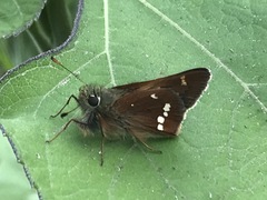 Paratrytone aphractoia