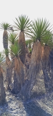 Yucca periculosa