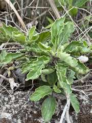 Gynura divaricata