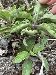 Gynura divaricata