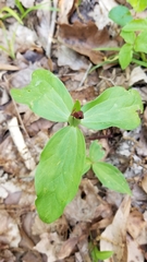 Trillium lancifolium