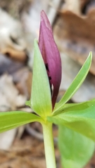 Trillium lancifolium