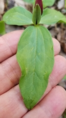 Trillium lancifolium