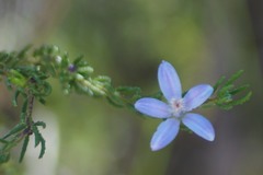 Philotheca reichenbachii
