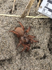 Aptostichus miwok