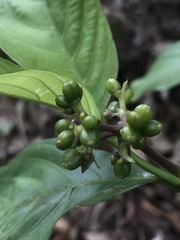 Palicourea gracilenta