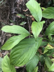 Palicourea gracilenta
